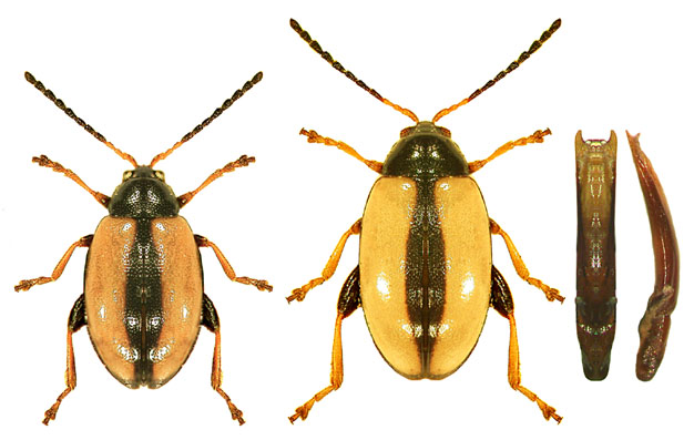 Phyllotreta armoraciae